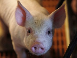 Сергей Юшин: Бразильская свинина для Камчатки дешевле нашей