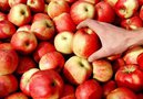 Рынок России закрылся для польских яблок