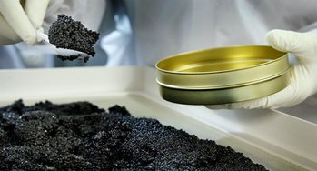 Экспорт черной икры из России увеличится пятикратно к 2024 году